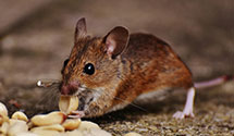 24 Hour & Emergency Exterminators in Sylvania Twp, OH